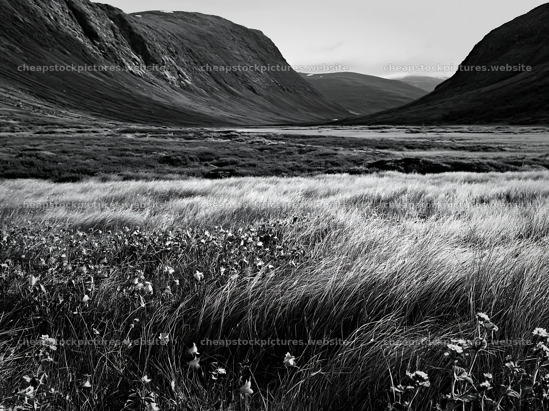 Climate-resilient meadow in a mountain valley landscape – stock pictures 9174x6866