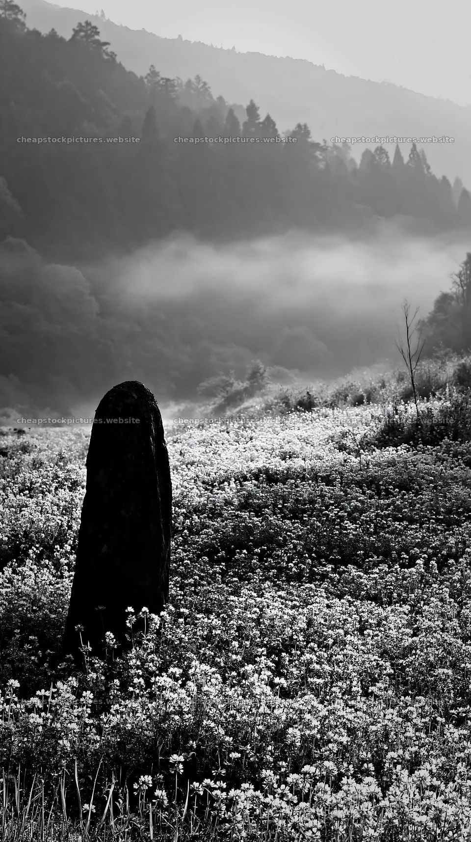 Kyoto spring wildflower meadow stone foreground – stock pictures 5938x10608