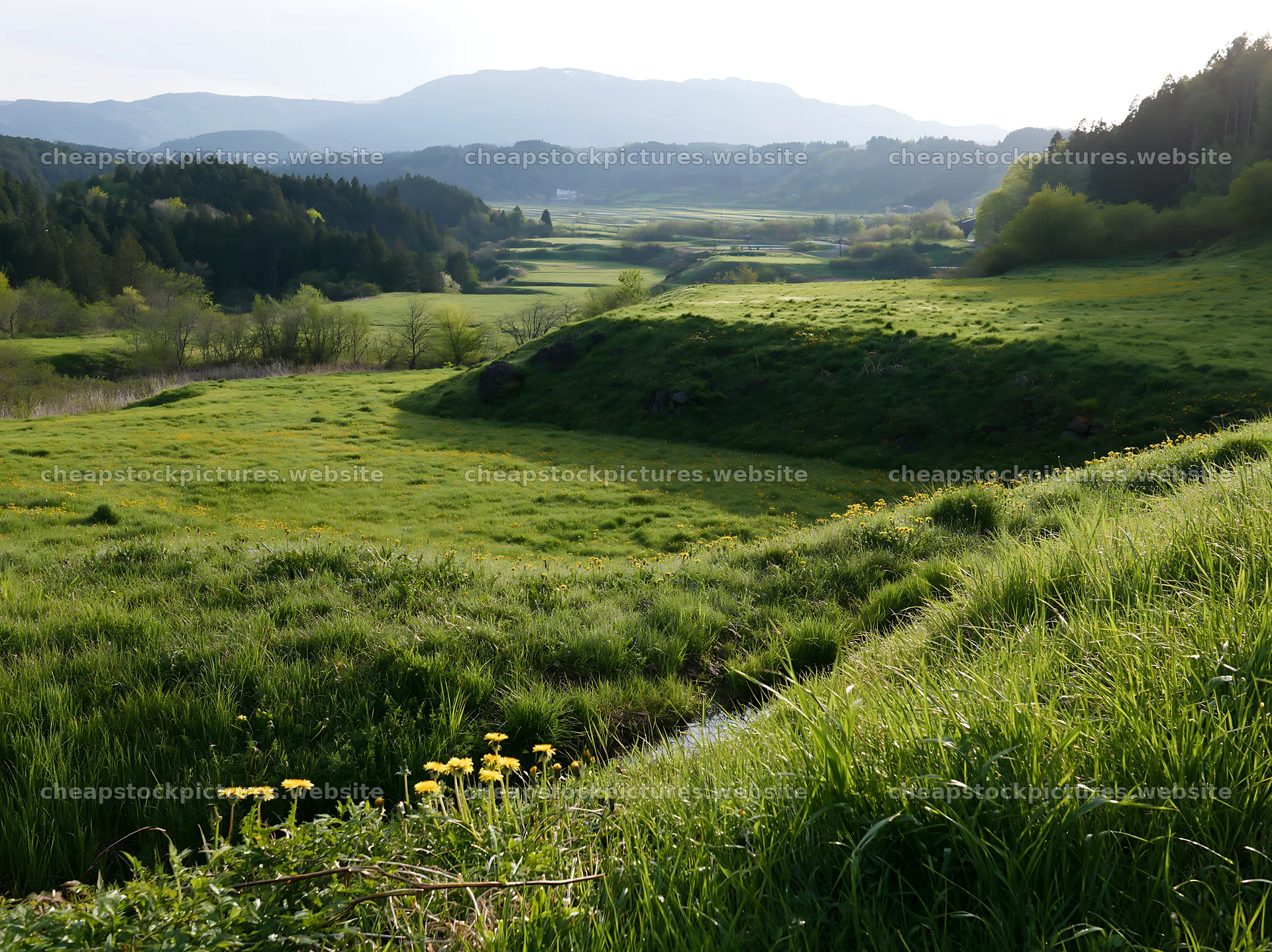 Shizuoka meadow after rain with green grass and wildflowers – stock pictures 9174x6866