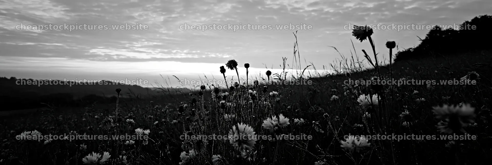 Meadow with dew at dawn surrounded by wildflowers – stock pictures 13690x4602