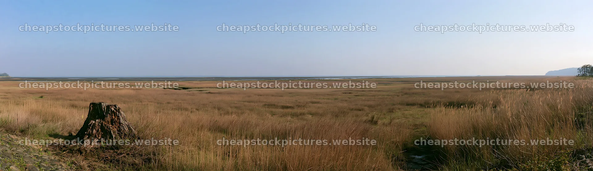 A weathered stump is present in a grassy meadow in Fukushima – stock pictures 14762x4268