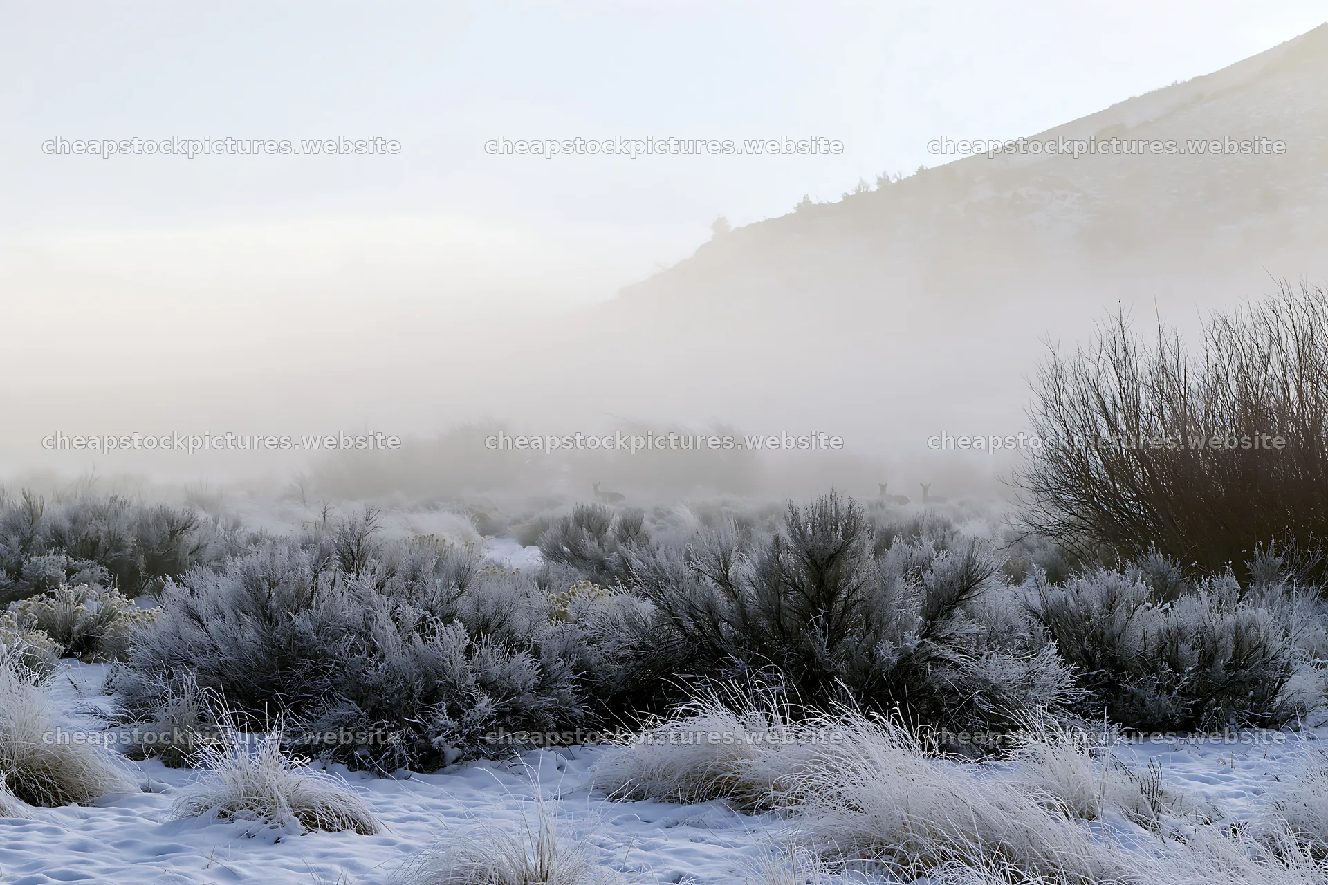 Snowy foothill meadow in misty weather with frost and shrubs – stock pictures 9722x6480