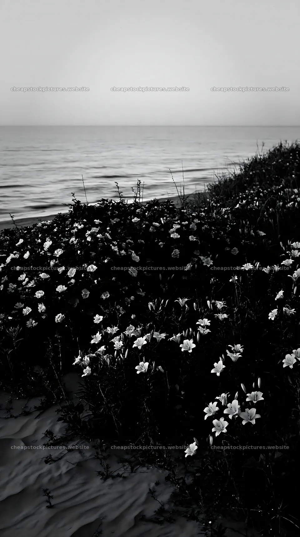 Flower meadow near the beach during low tide – stock pictures 5938x10608