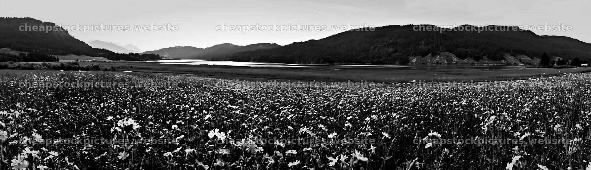 Lakeside meadow in Germany with flowers and mountains – stock pictures 14762x4268