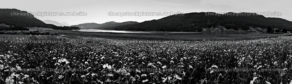 Lakeside meadow in Germany with flowers and mountains – stock pictures 14762x4268