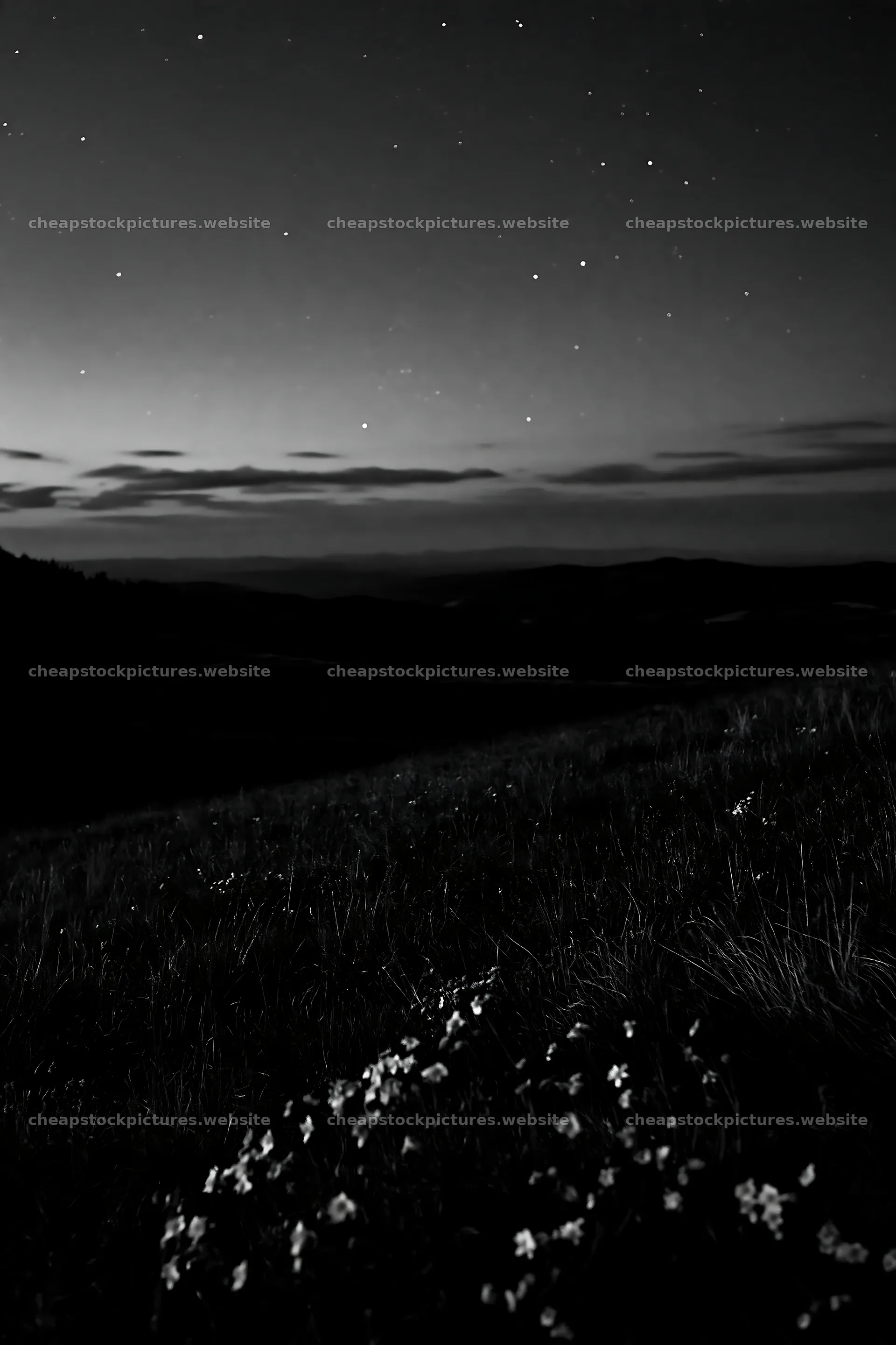 Starry night in a meadow with visible flowers – stock pictures 6480x9722
