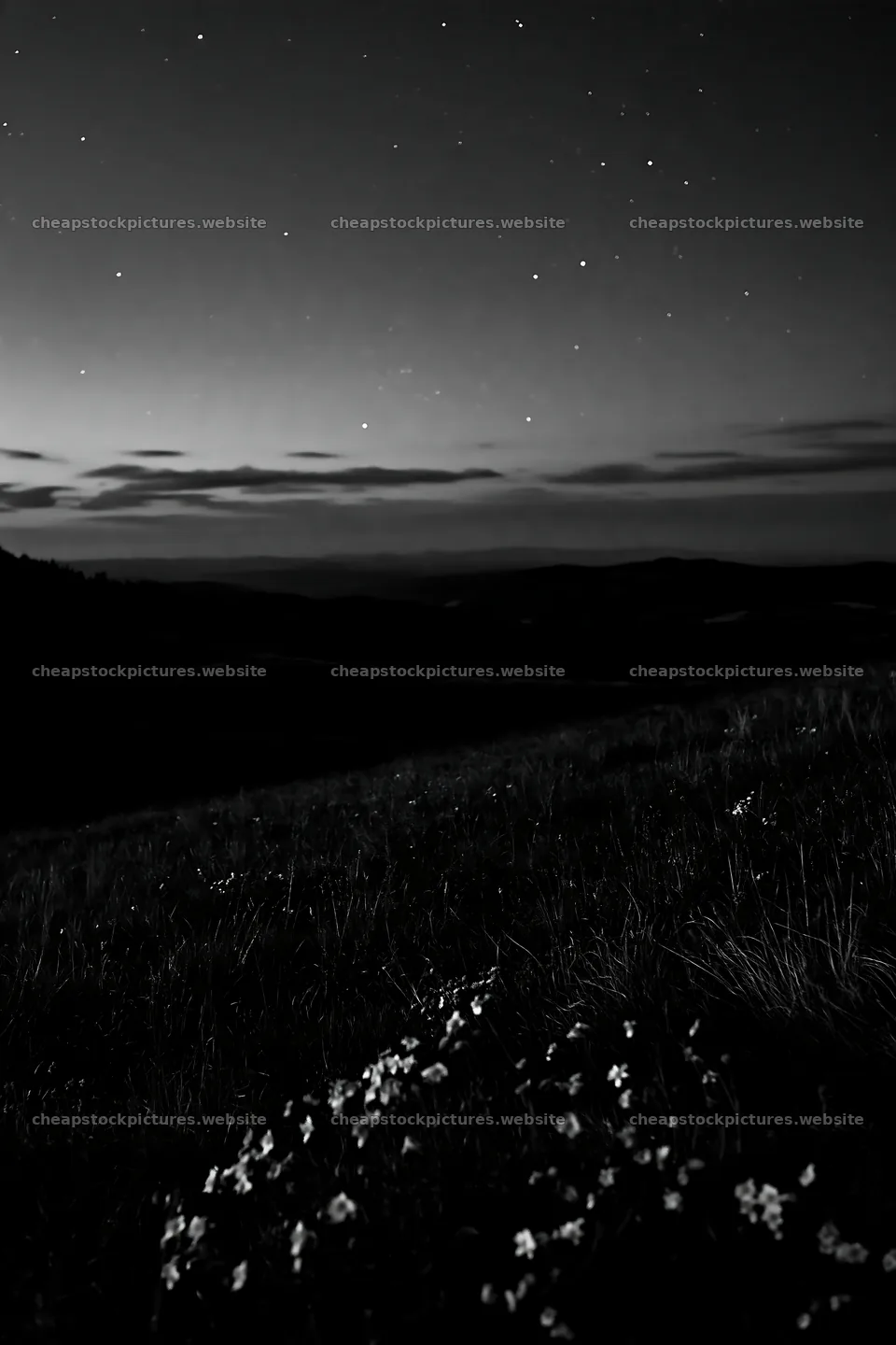 Starry night in a meadow with visible flowers – stock pictures 6480x9722