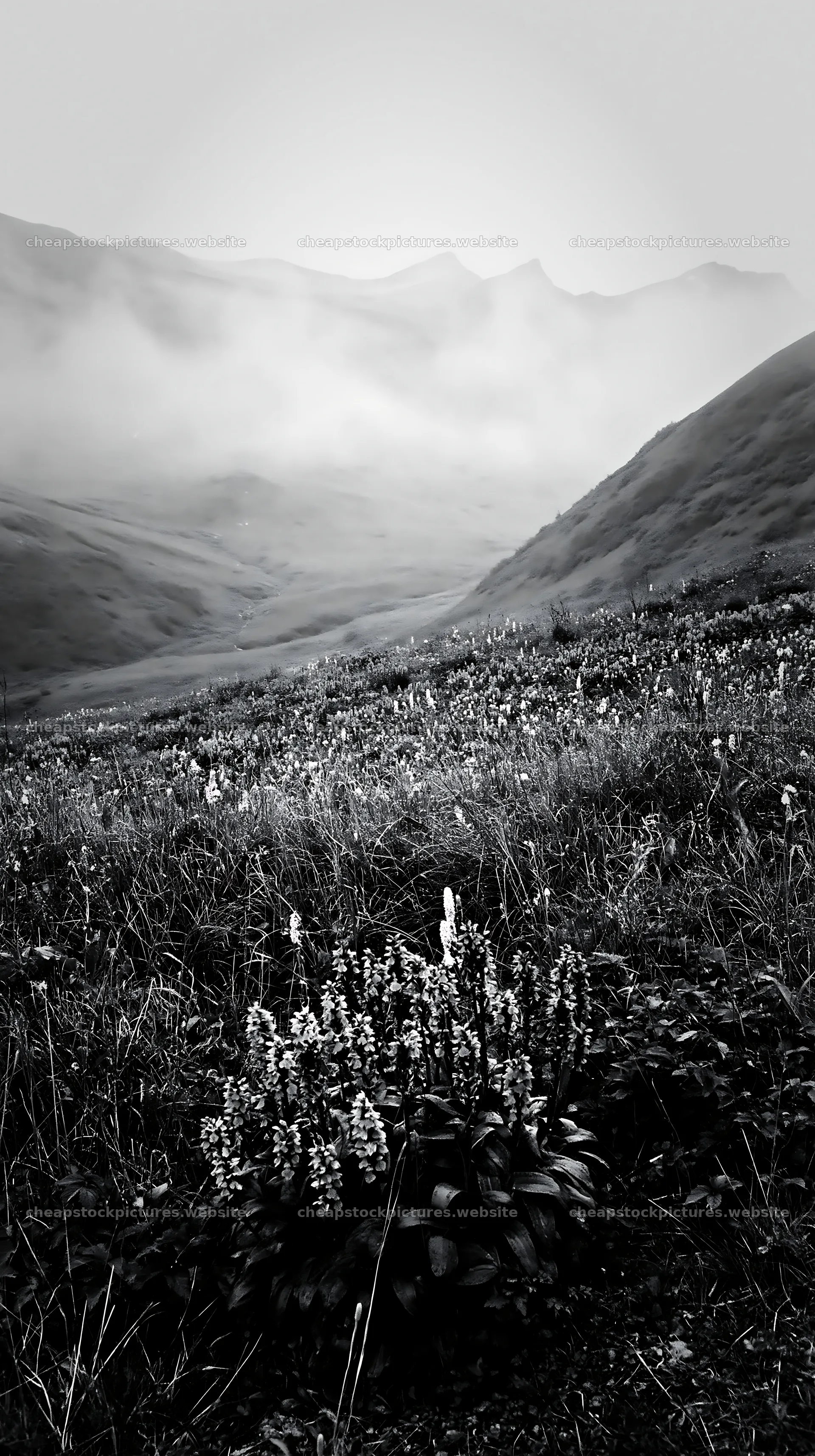 Wild orchid meadow with mountains and misty atmosphere – stock pictures 5938x10608