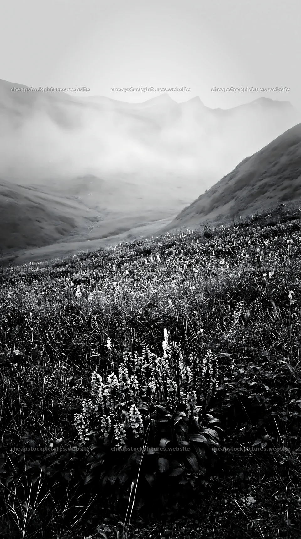 Wild orchid meadow with mountains and misty atmosphere – stock pictures 5938x10608