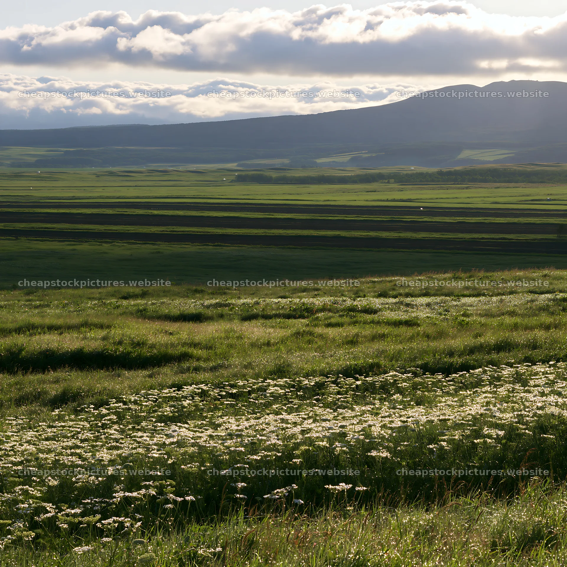 Expansive Hokkaido restoration meadow with dewdrops – stock pictures 7938x7938
