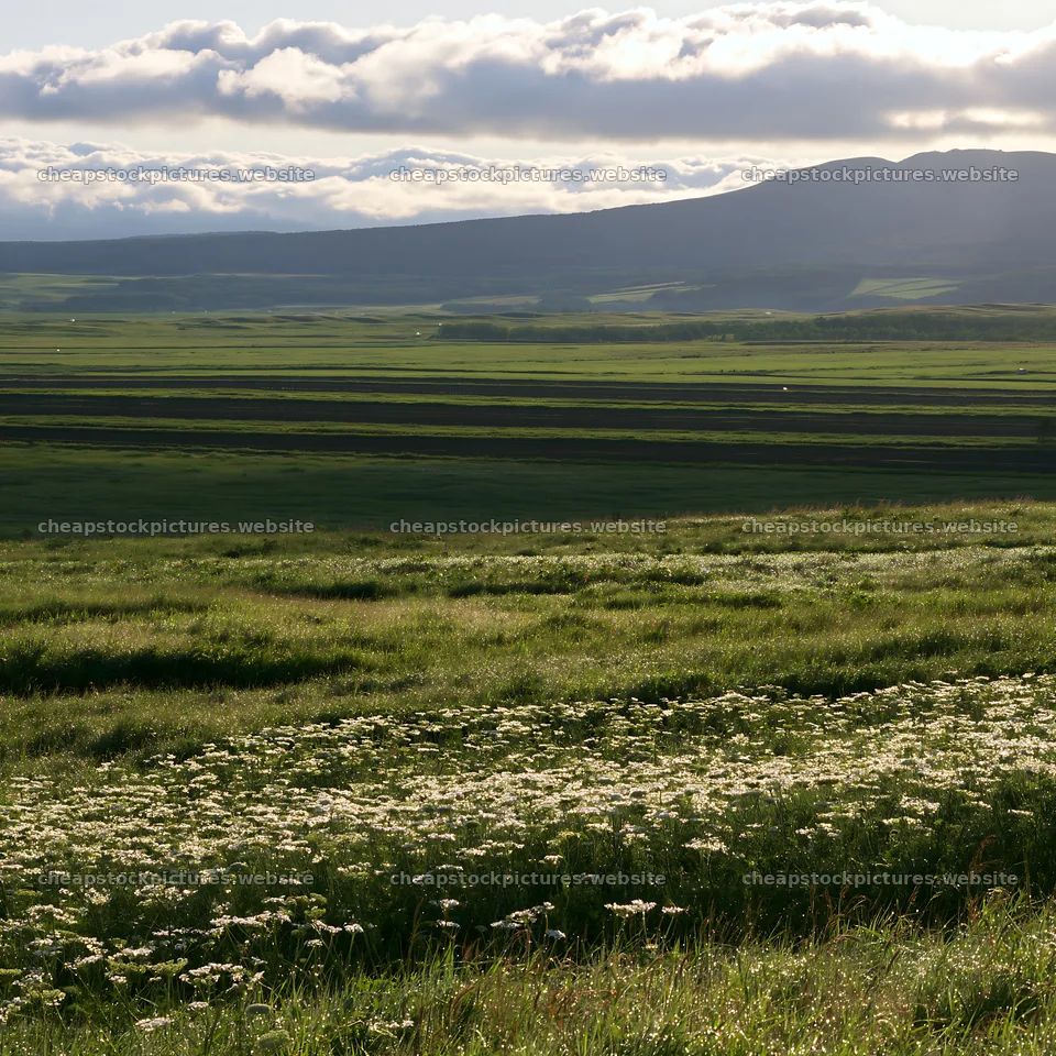 Expansive Hokkaido restoration meadow with dewdrops – stock pictures 7938x7938