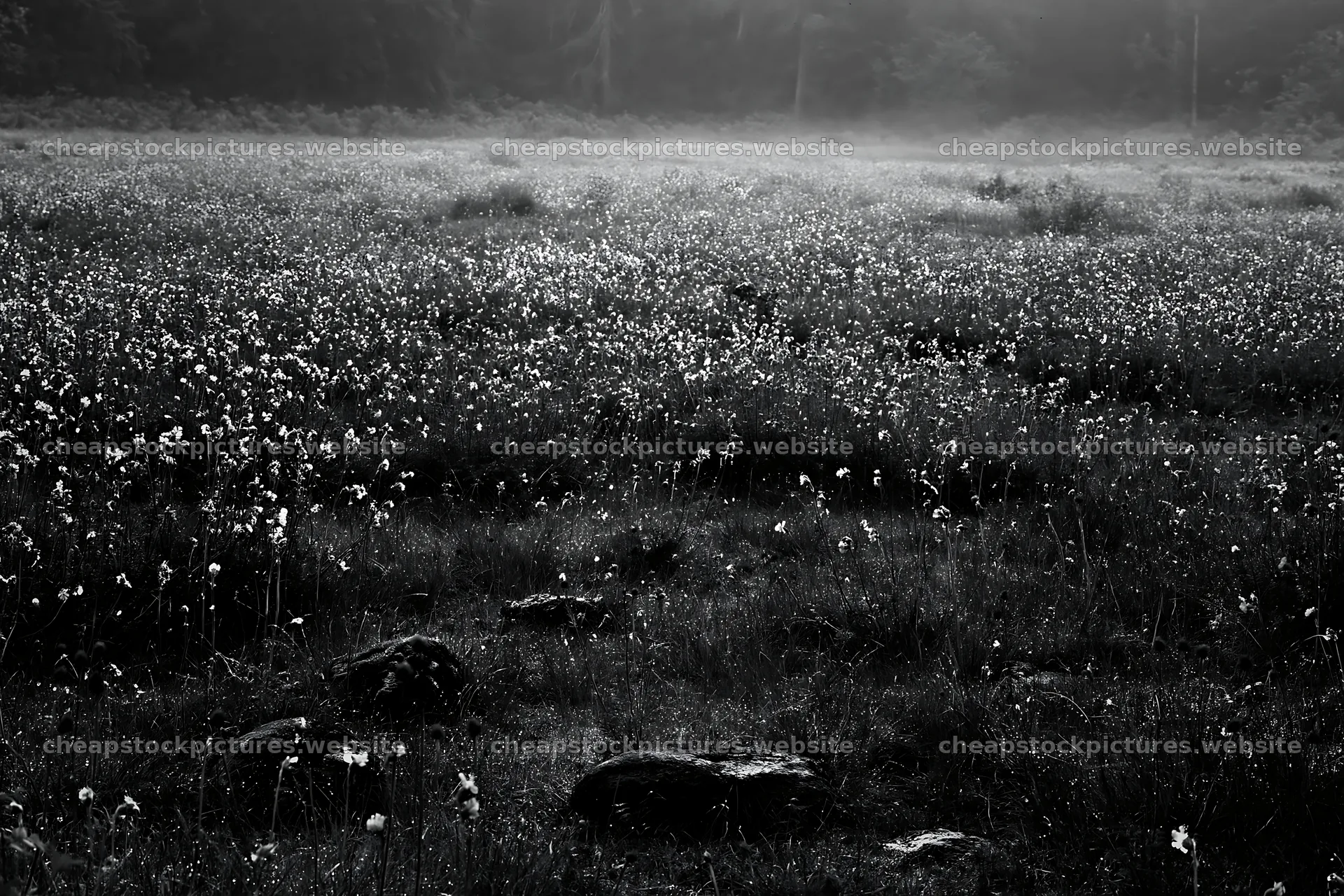 A wide view of a meadow filled with white flowers and scattered – stock pictures 9722x6480