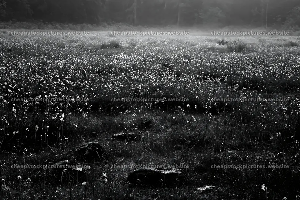 A wide view of a meadow filled with white flowers and scattered – stock pictures 9722x6480