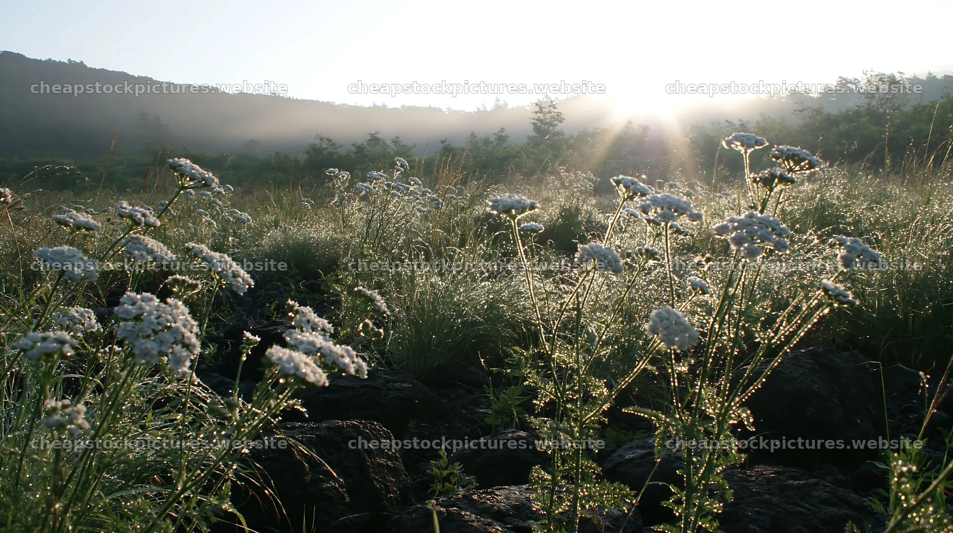 Yamanashi regenerative meadow with basalt stones in morning light – stock pictures 10608x5938