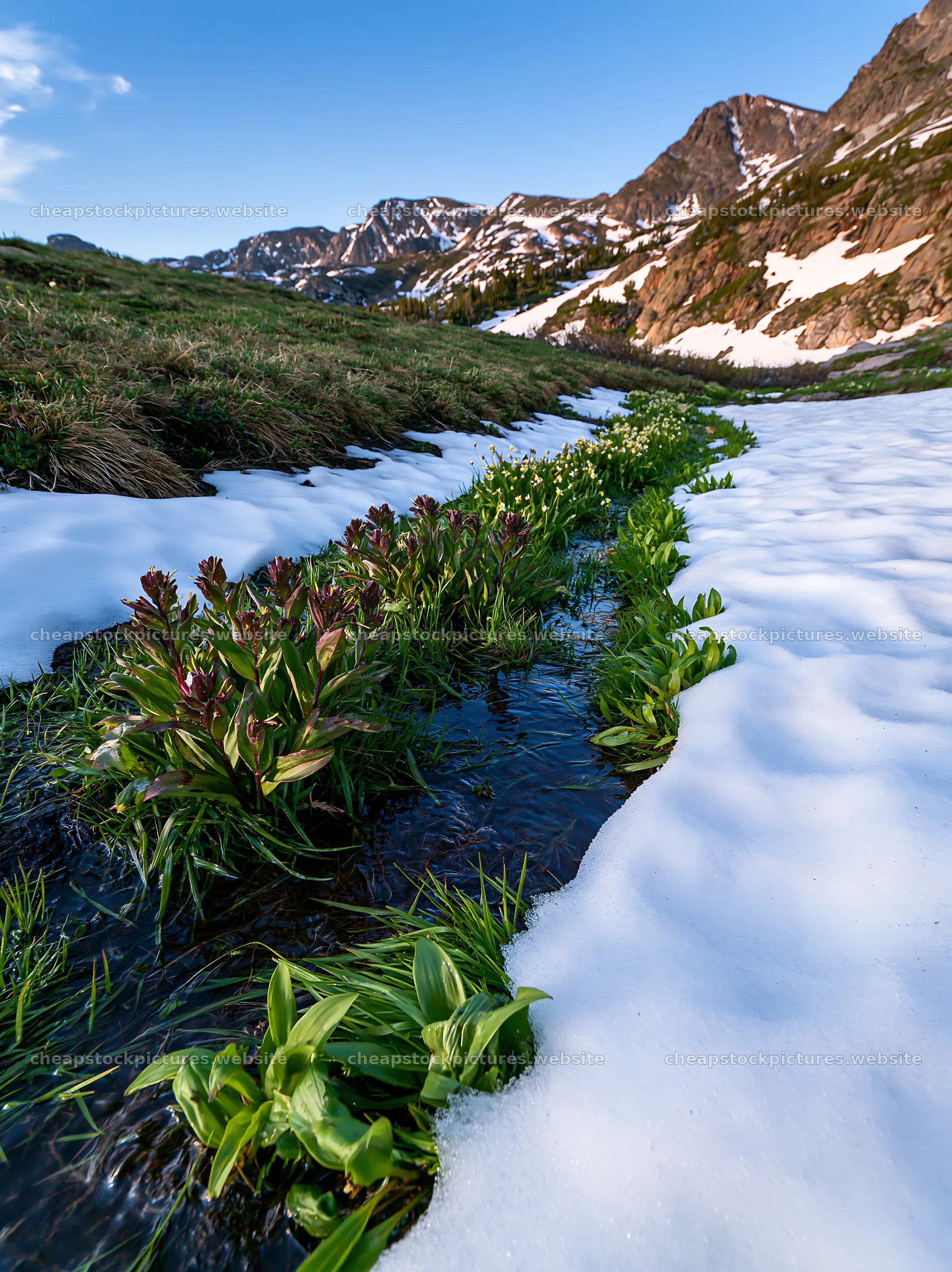 Snowmelt flowing through meadow with green plants and snow – stock pictures 6866x9174