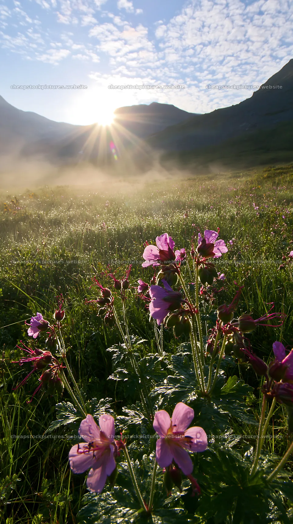 Sunbeams illuminate flowers in Jotunheimen valley meadow – stock pictures 5938x10608