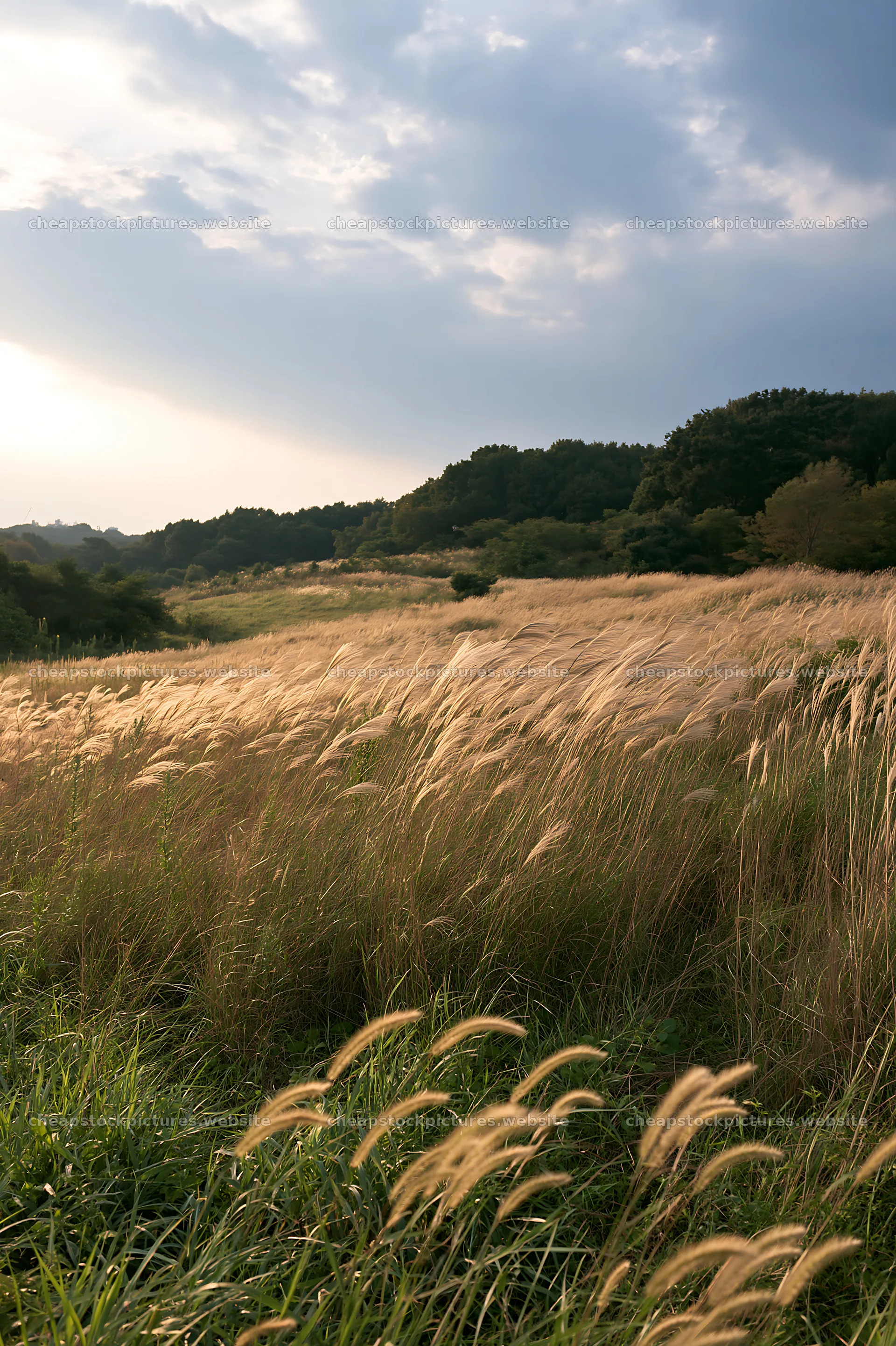 Tokyo urban biodiversity meadow with seedheads in sunlight – stock pictures 6480x9722