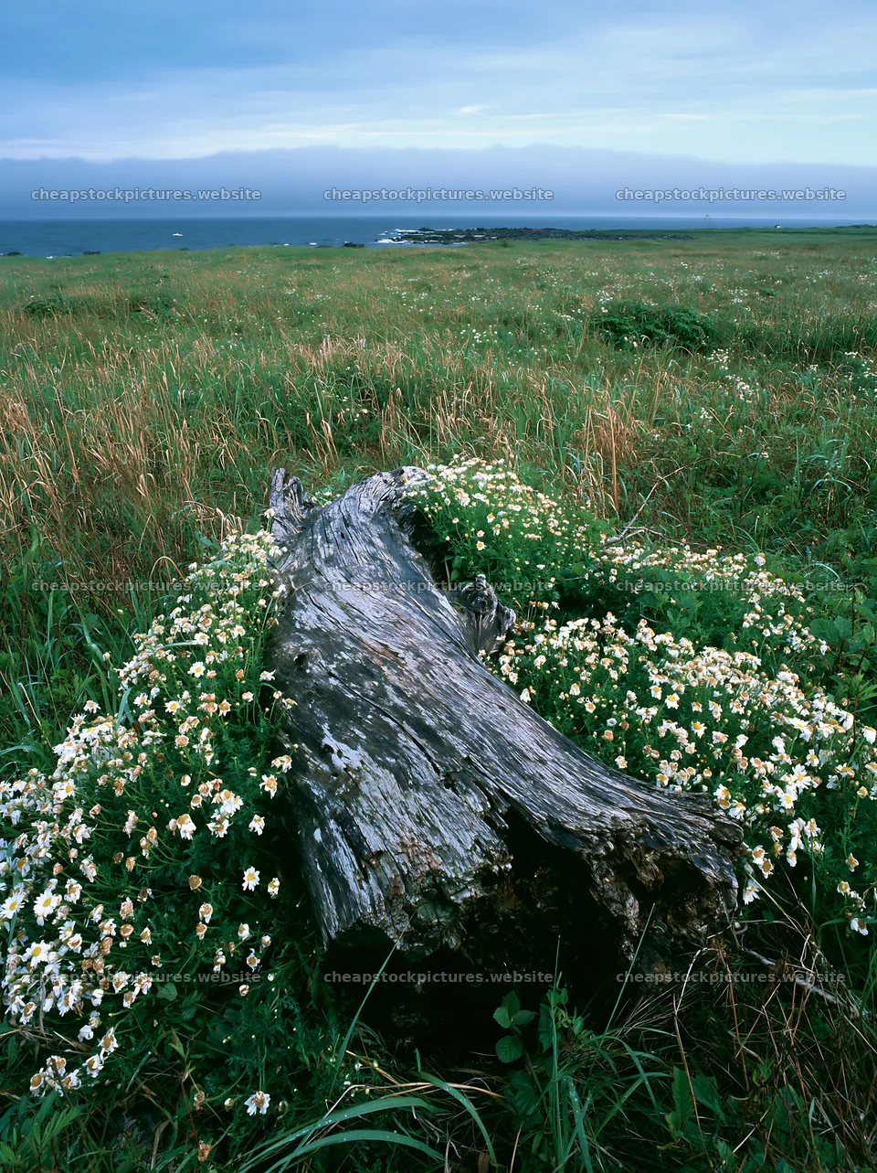 Ishikawa coastal meadow storm washed driftwood – stock pictures 6866x9174
