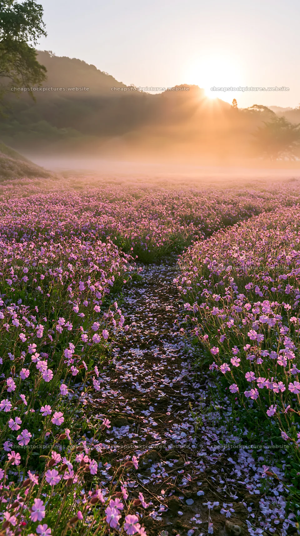 Fukuoka spring meadow fallen blossom foreground – stock pictures 5938x10608