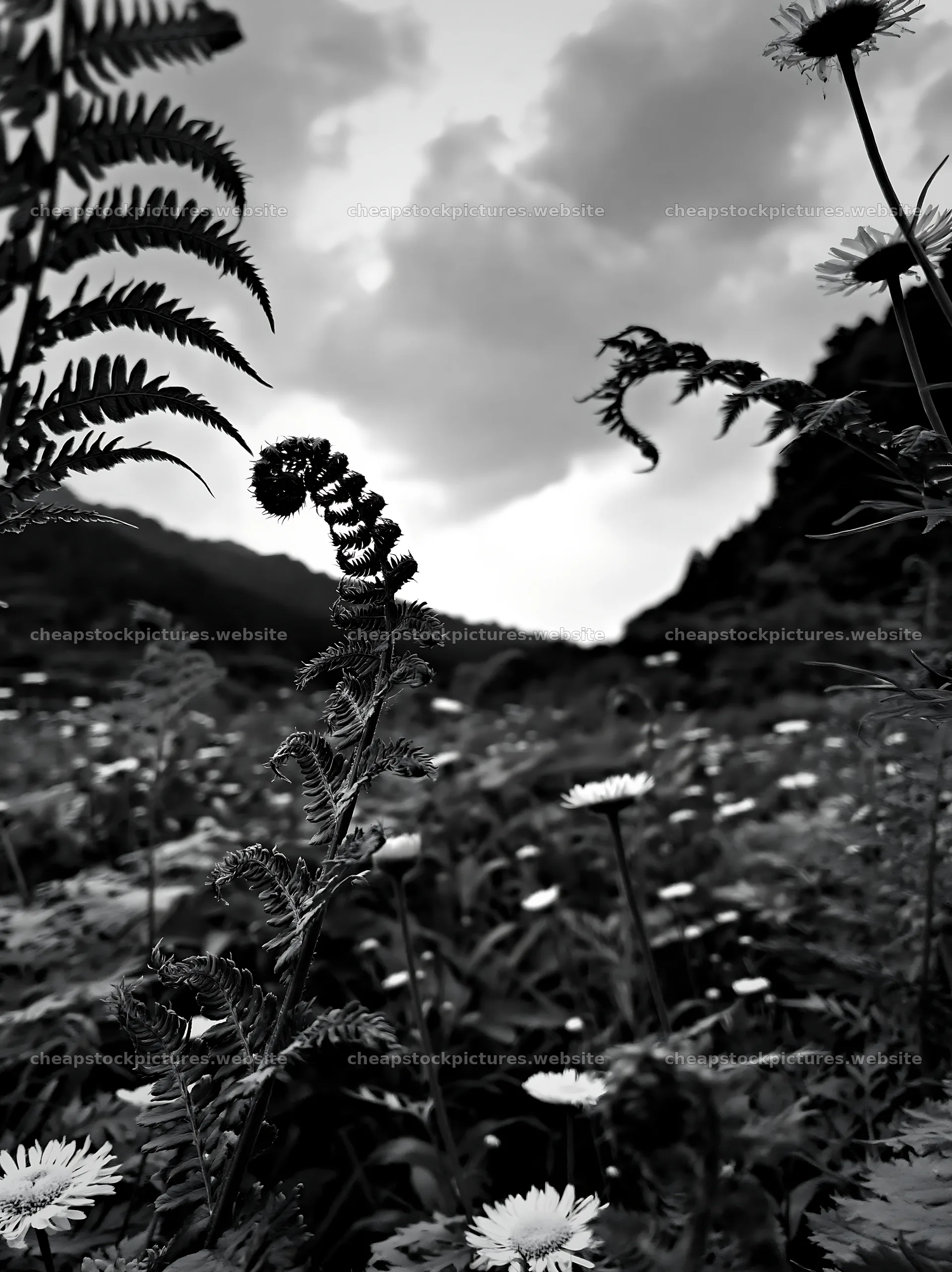 Nara summer meadow with fern foreground – stock pictures 6866x9174