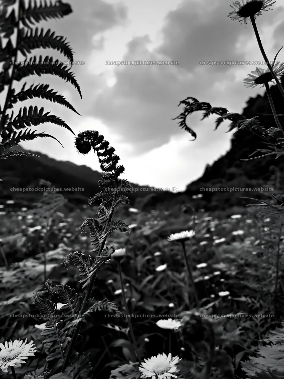 Nara summer meadow with fern foreground – stock pictures 6866x9174