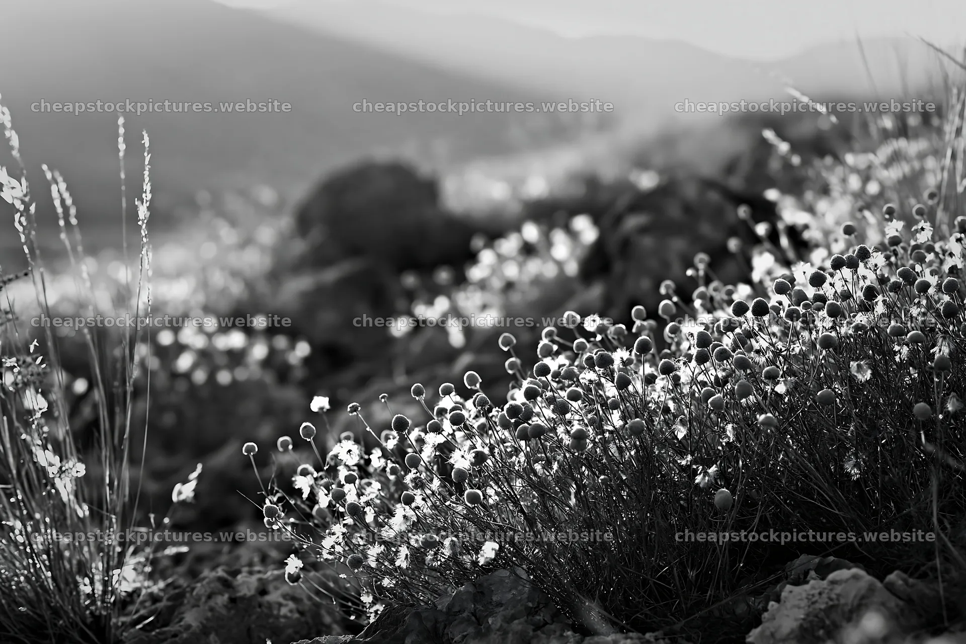 Chamomile meadow under sunlight in black and white – stock pictures 9722x6480