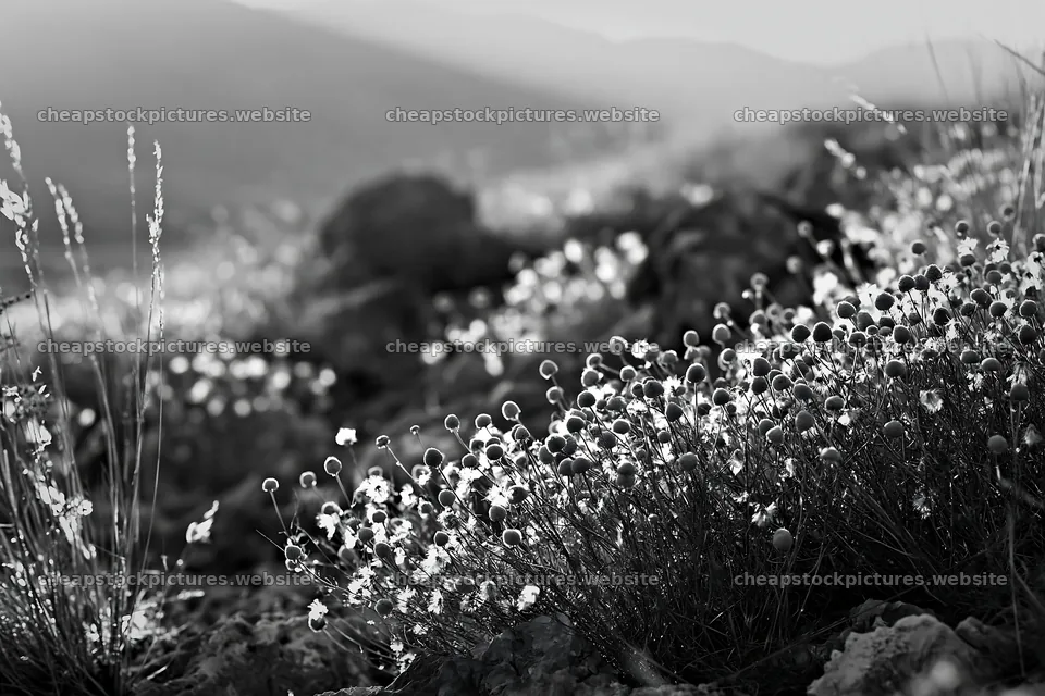 Chamomile meadow under sunlight in black and white – stock pictures 9722x6480