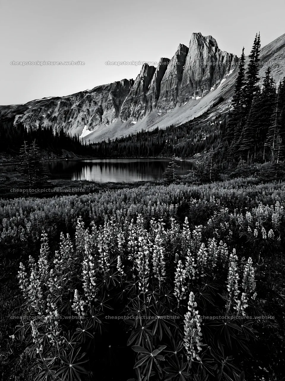 Colorful lupine meadow in front of mountains and a lake – stock pictures 6866x9174
