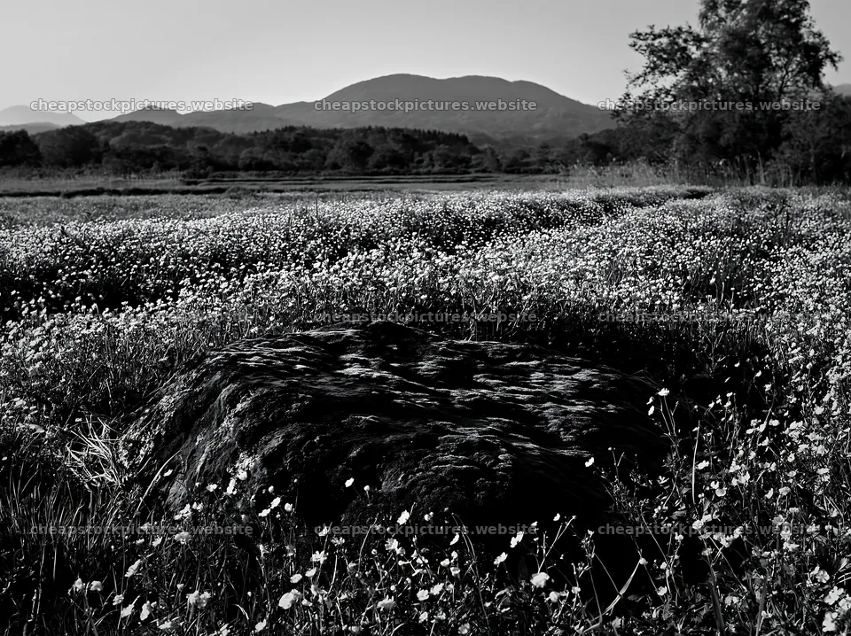 Miyagi spring meadow with mossy stone and distant mountains – stock pictures 9174x6866