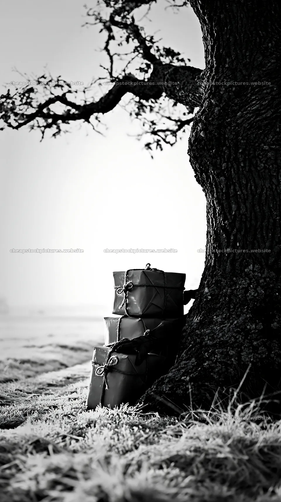 Elegant packages near a tree in a meadow – stock pictures 5938x10608