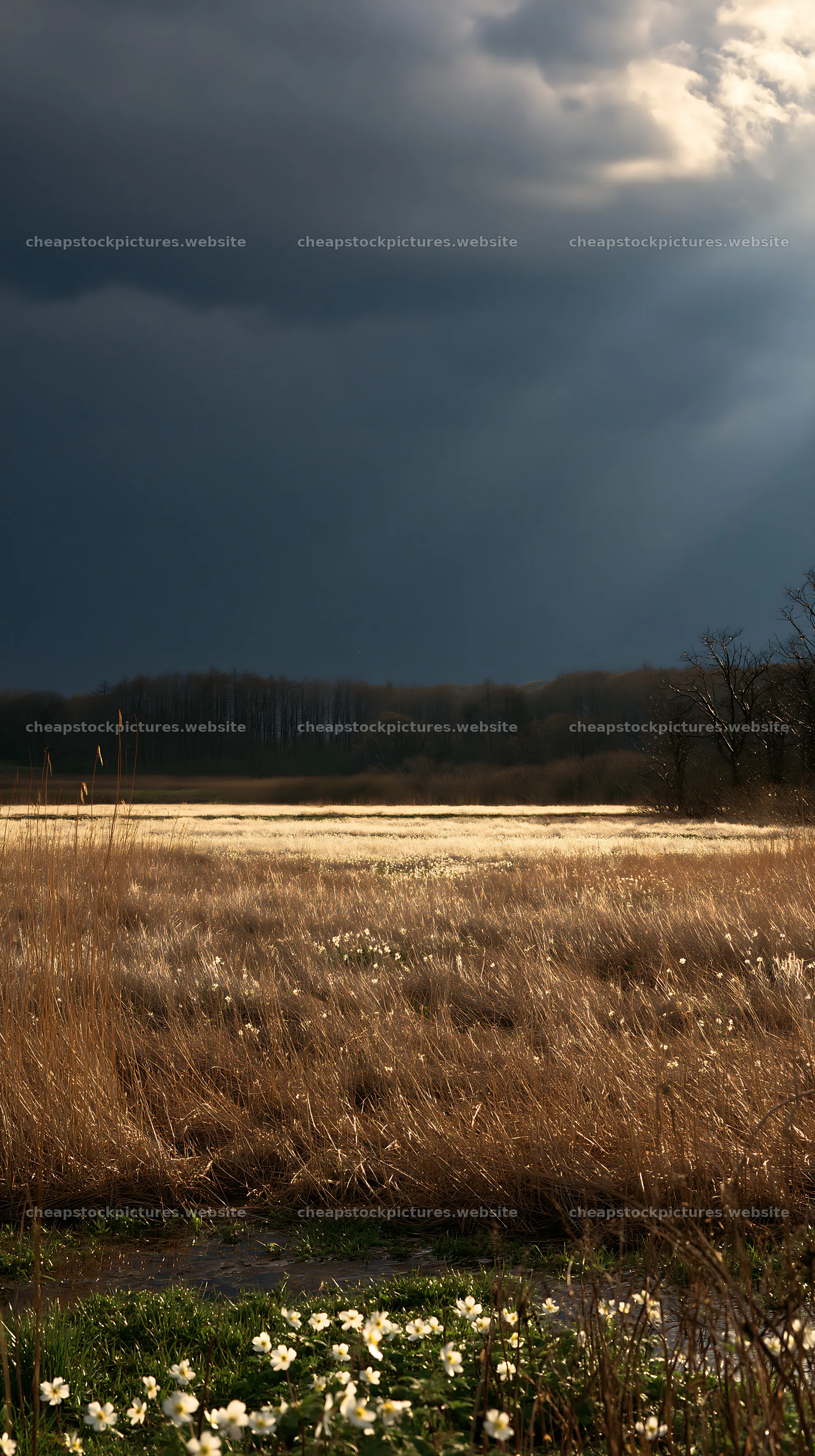 Akita snowmelt meadow with silver grasses under dark clouds – stock pictures 5938x10608