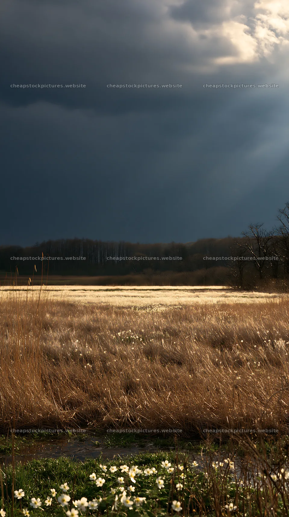 Akita snowmelt meadow with silver grasses under dark clouds – stock pictures 5938x10608