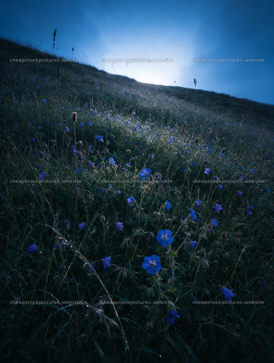 Rewilded meadow with blooming flowers at dusk in cool light – stock pictures 6898x9134