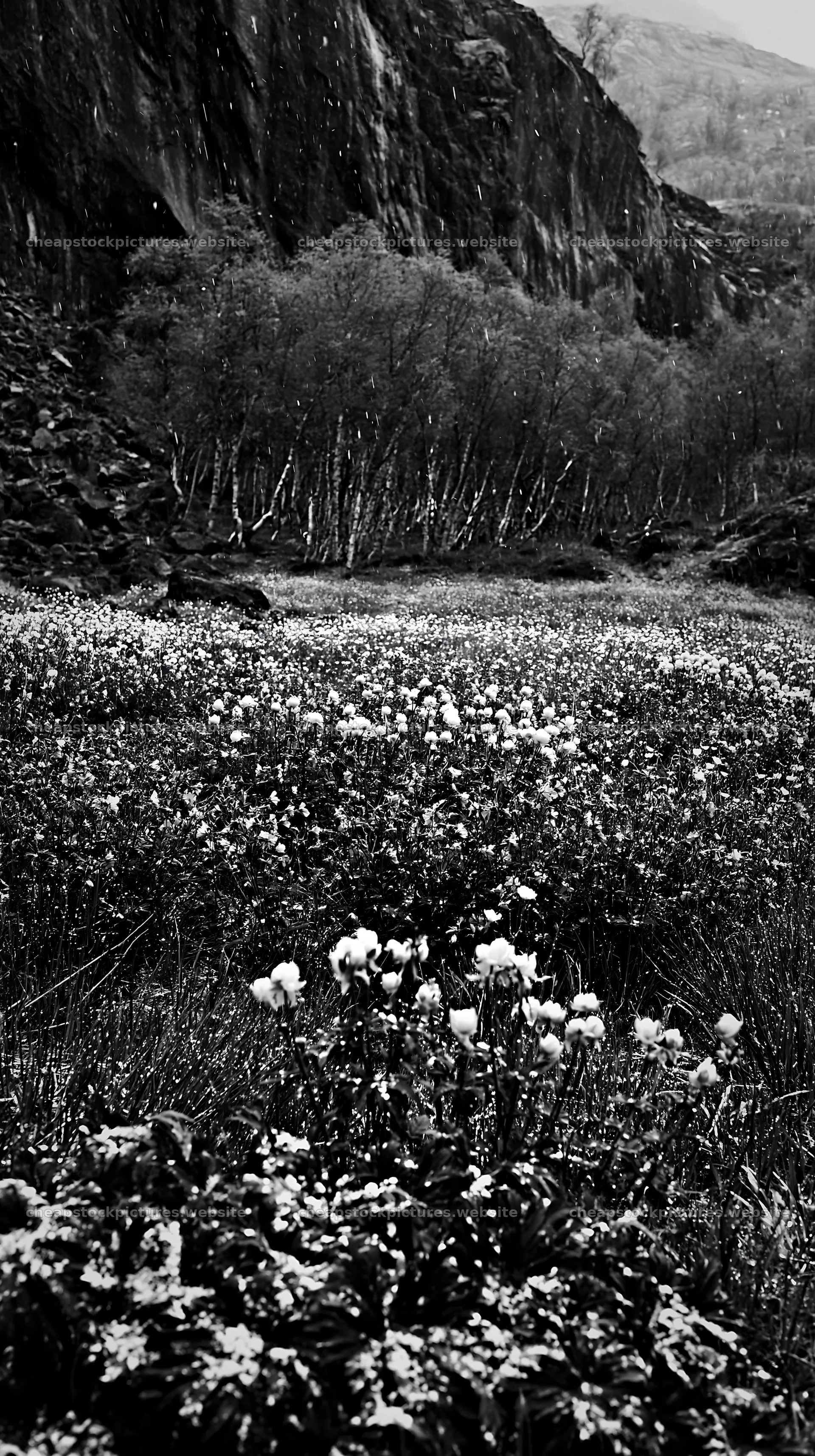 Meadow with flowers beneath rocky crags – stock pictures 5938x10608