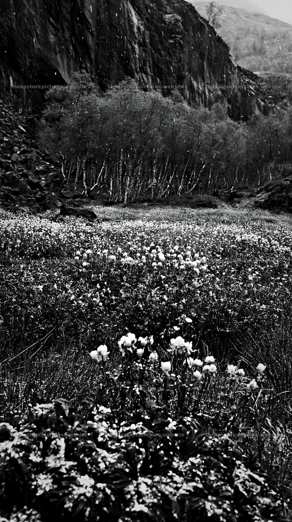 Meadow with flowers beneath rocky crags – stock pictures 5938x10608