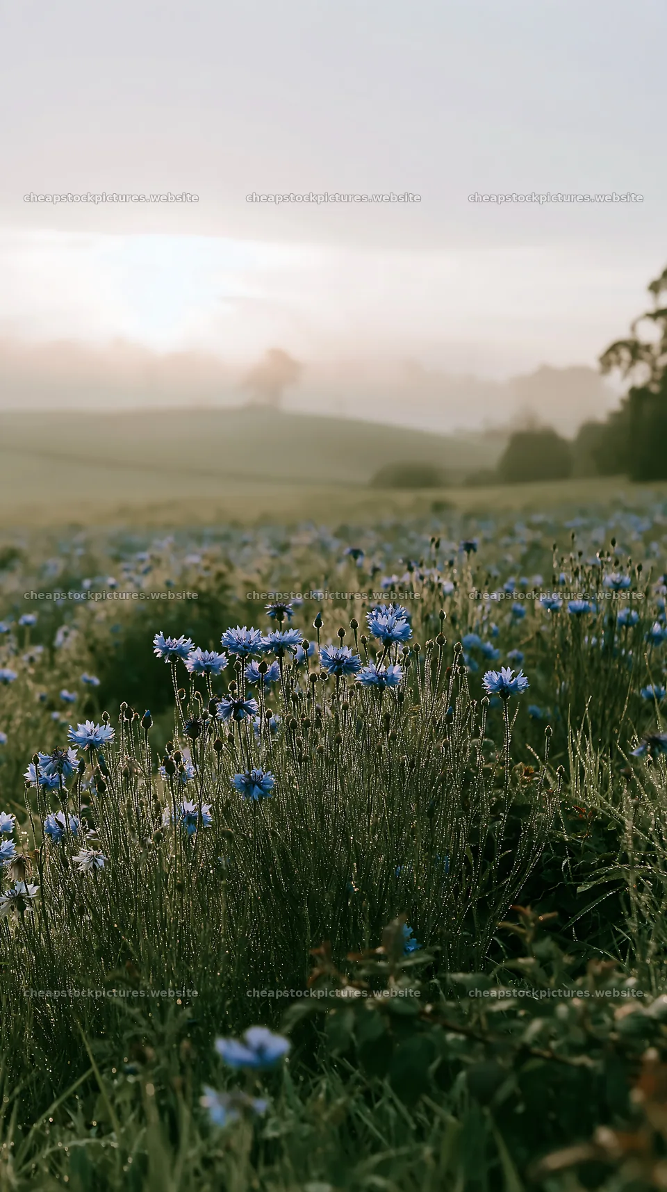 Cornflower meadow with sunlight in the background – stock pictures 5938x10608