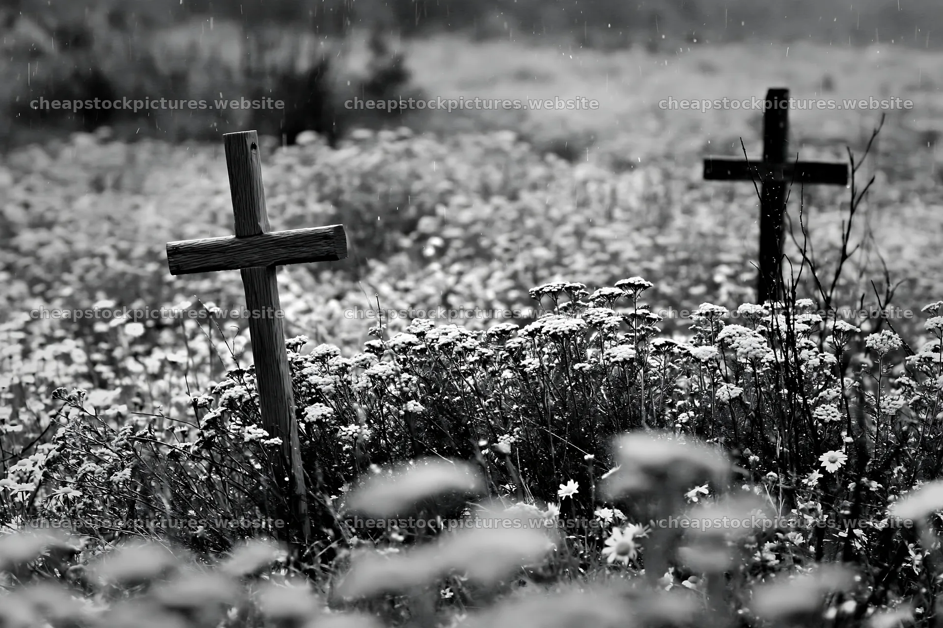 Christian crosses in rain soaked meadow with flowers – stock pictures 9722x6480