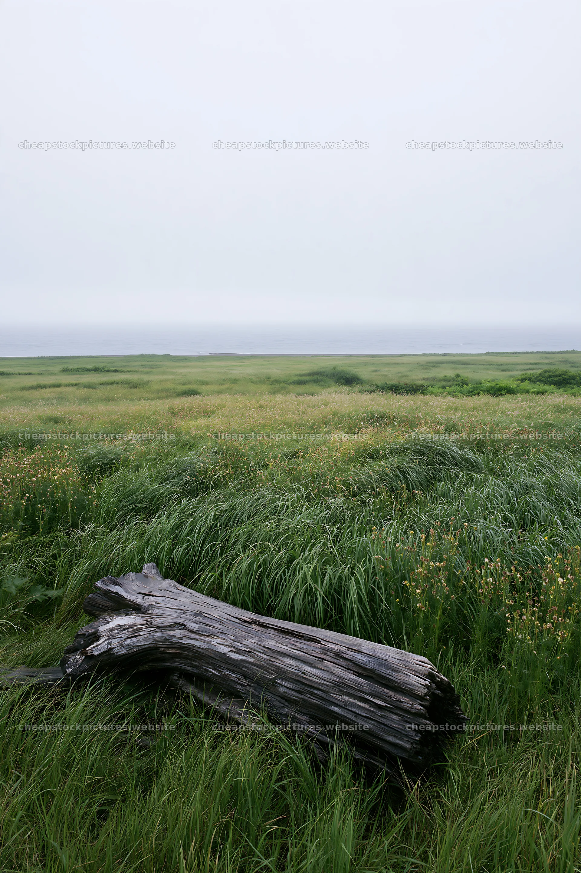 Driftwood on Ishikawa coastal meadow after storm – stock pictures 6480x9722