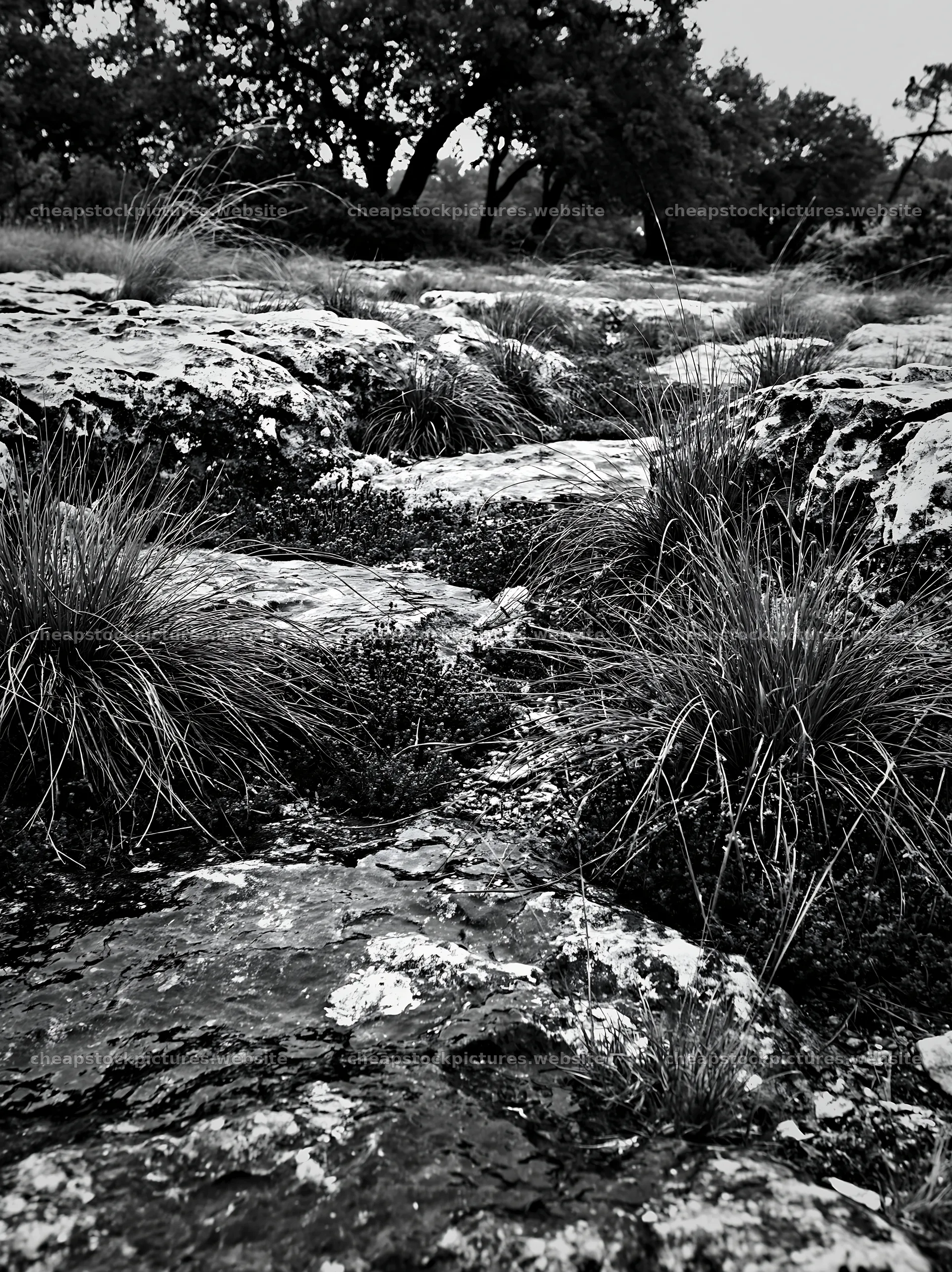 Climate-resilient meadow with rocks and grasses in black and white – stock pictures 6866x9174