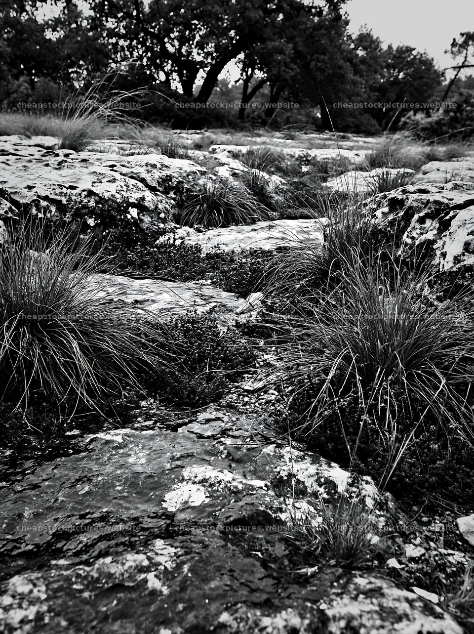 Climate-resilient meadow with rocks and grasses in black and white – stock pictures 6866x9174