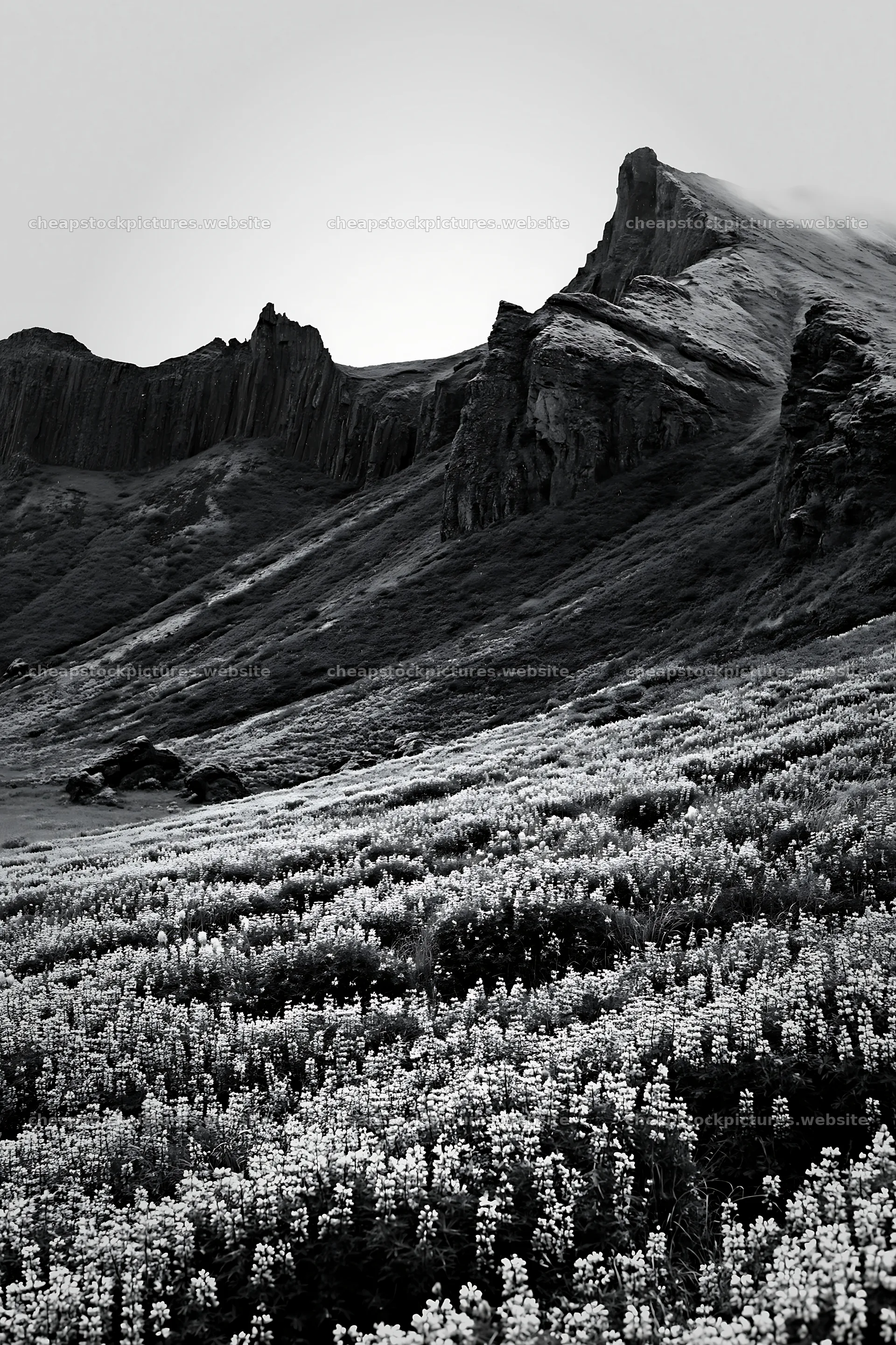 Meadow with flowers under rocky cliffs – stock pictures 6480x9722
