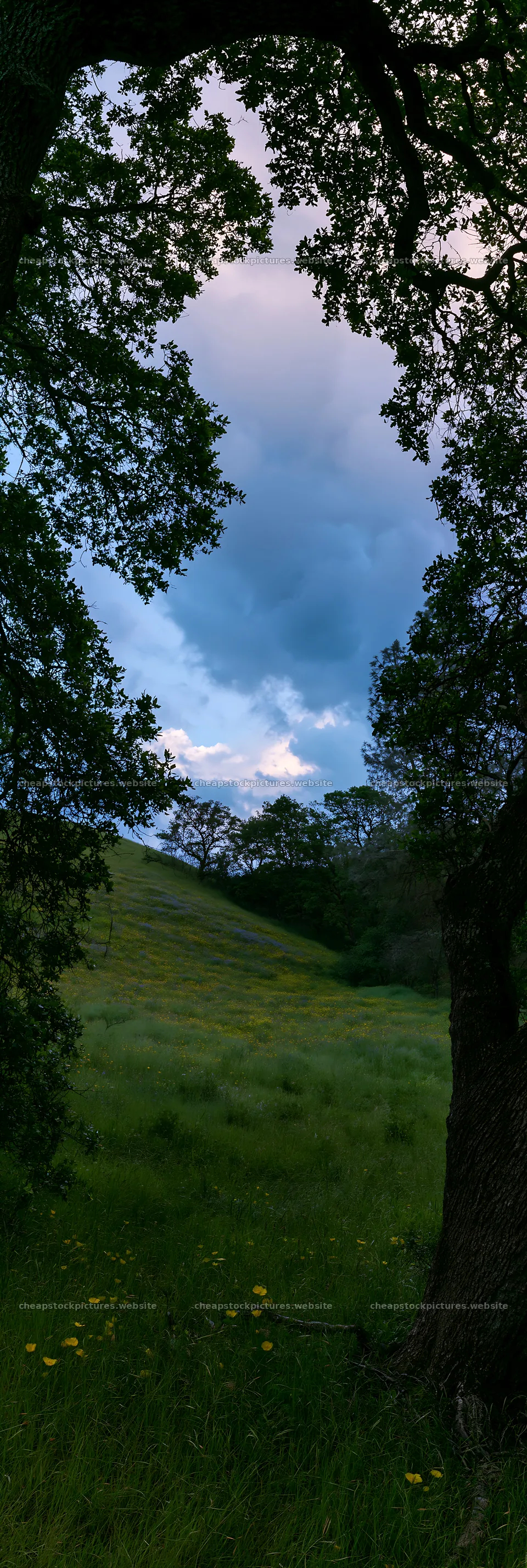 Cloudy foothill meadow framed by trees – stock pictures 4602x13690