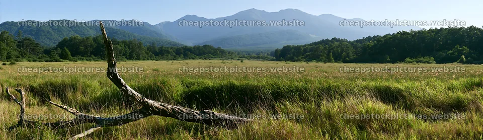 Yamagata rewilded meadow with fallen branch in the foreground – stock pictures 14762x4268