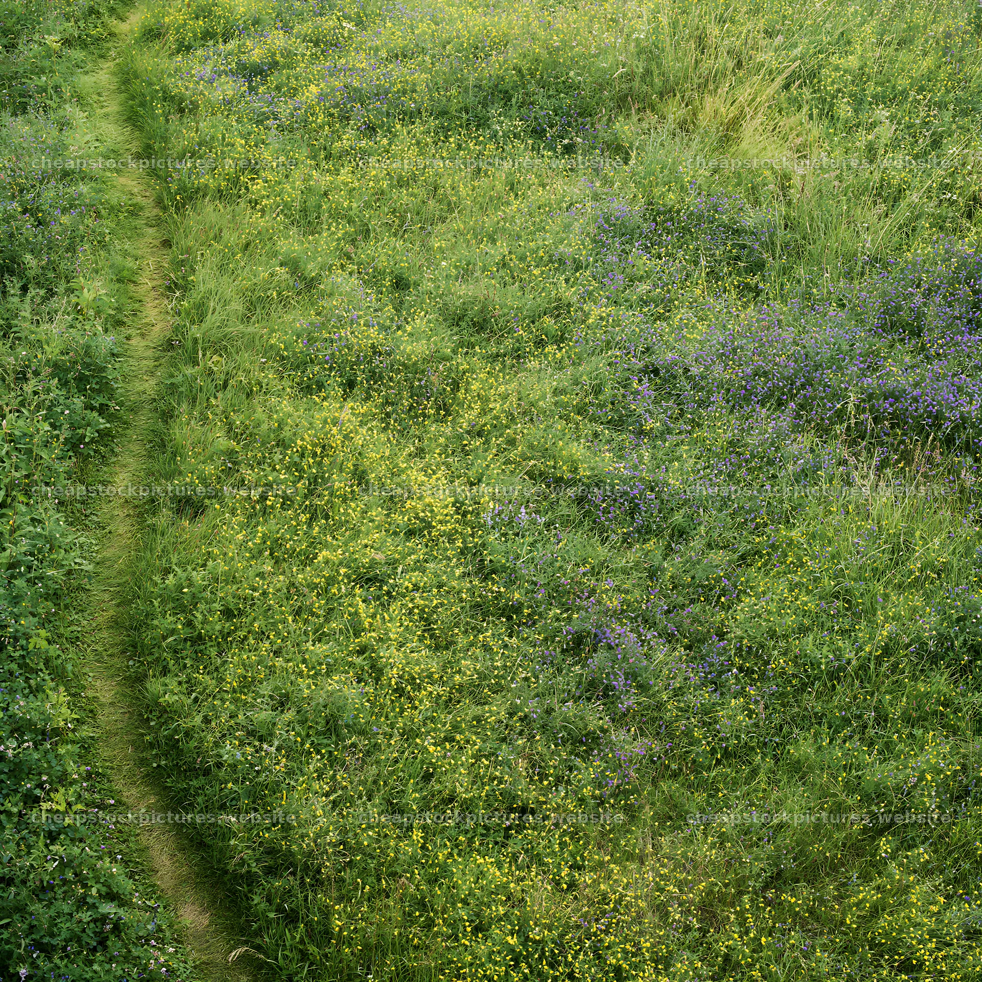Transylvania summer meadows with walking path and wildflowers – stock pictures 7938x7938