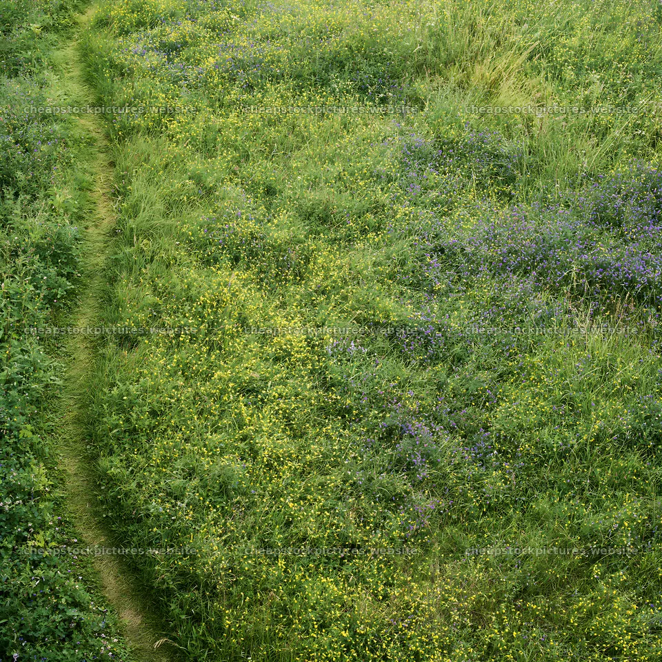 Transylvania summer meadows with walking path and wildflowers – stock pictures 7938x7938