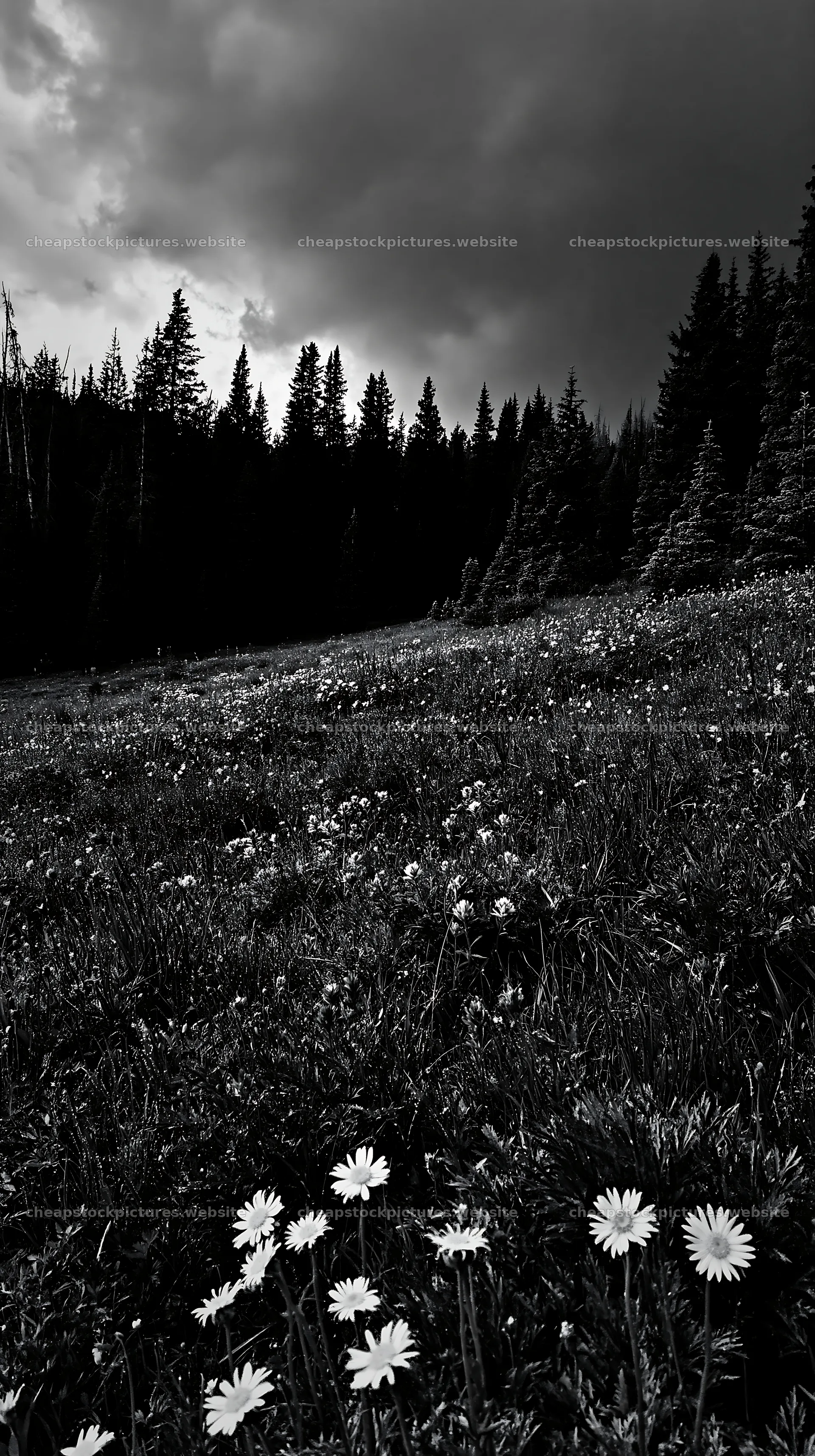 Pine forest meadow with flowers under dark clouds – stock pictures 5938x10608