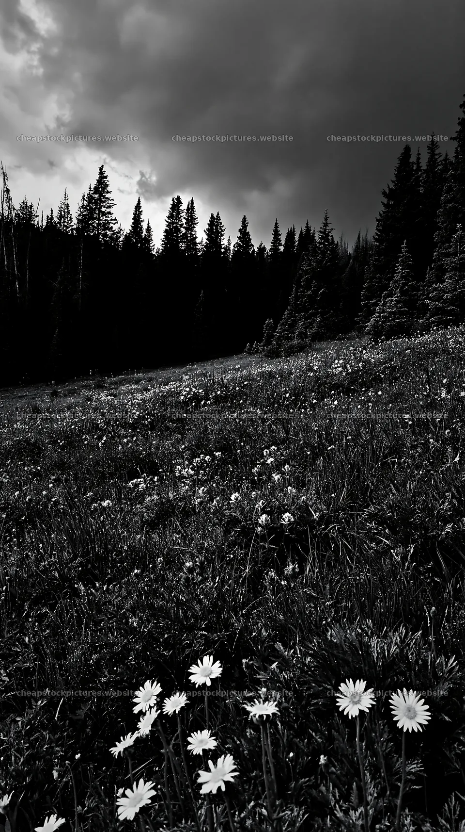 Pine forest meadow with flowers under dark clouds – stock pictures 5938x10608