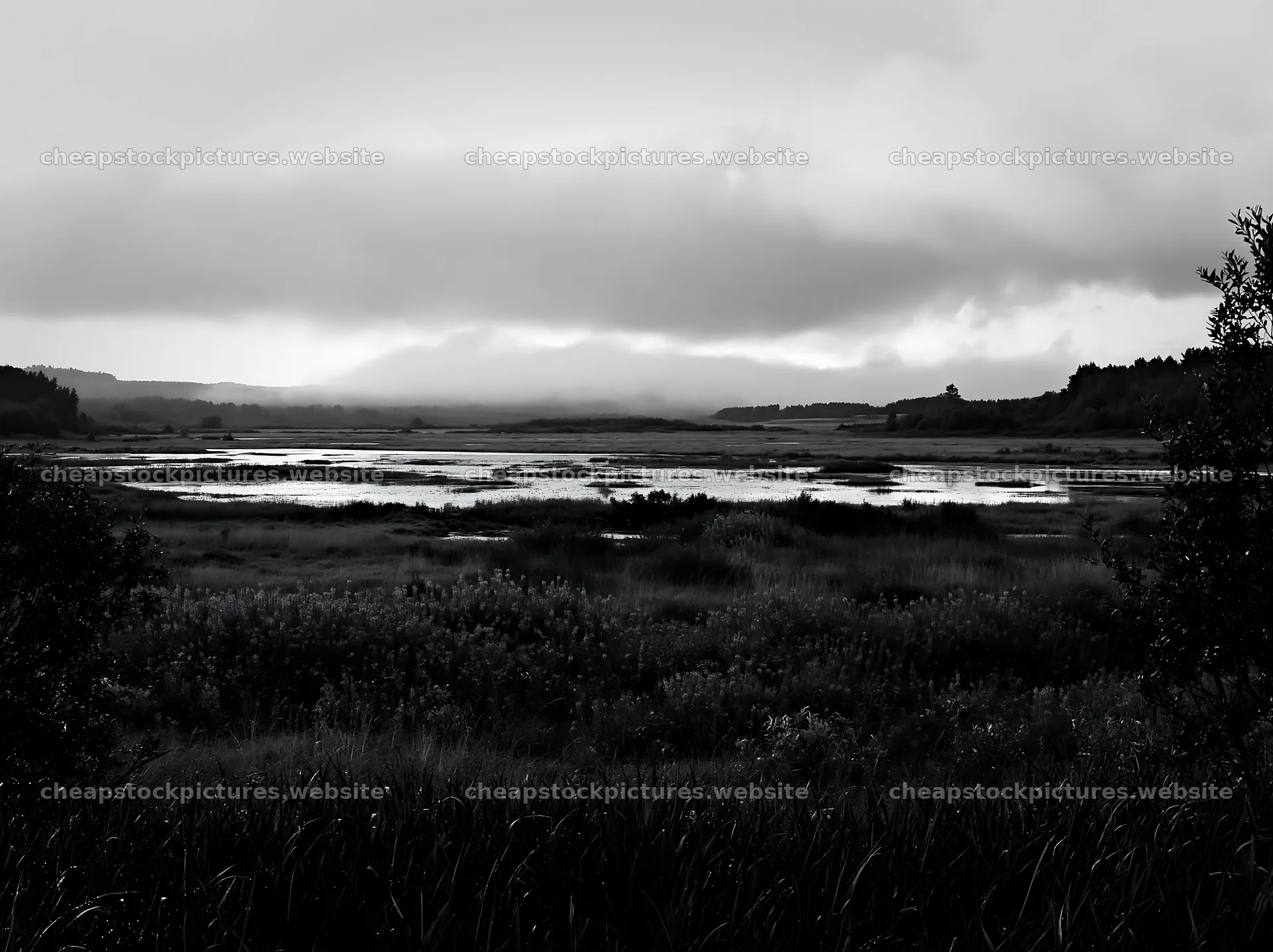 Saga floodplain meadow with reeds near the water – stock pictures 9174x6866