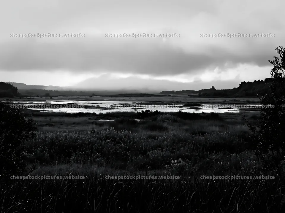 Saga floodplain meadow with reeds near the water – stock pictures 9174x6866