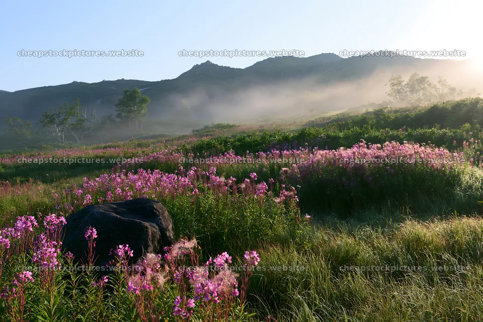 Aomori climate resilient meadow with boulder under morning light – stock pictures 9722x6480